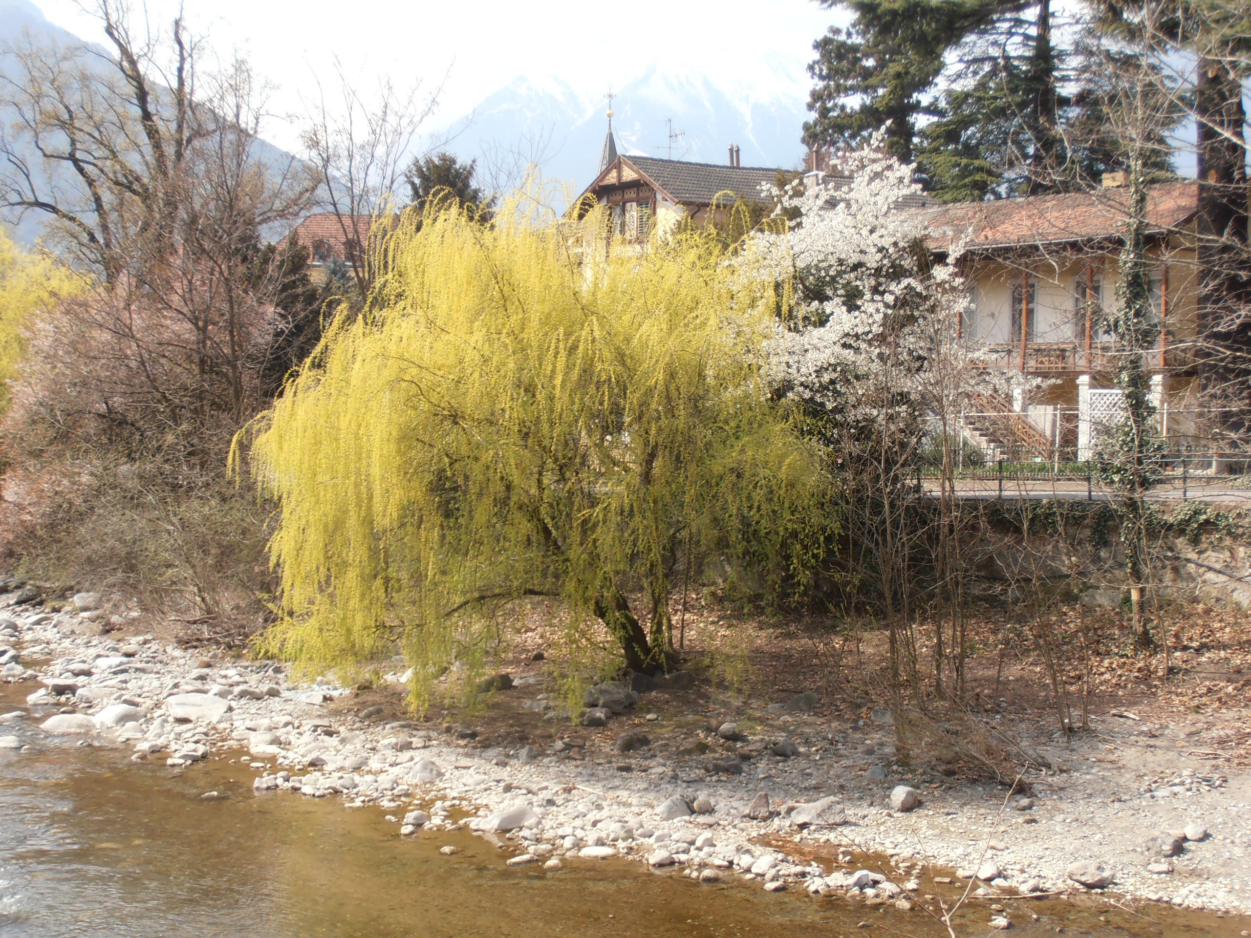 Trauerweide in Blüte (Foto: Landesagentur für Umwelt und Klimaschutz, Bucher)