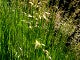 Süßgräser