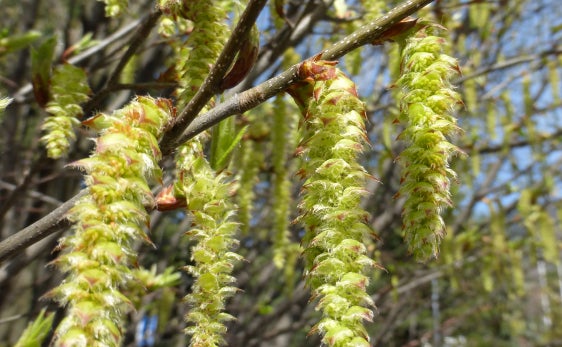 Aktuelle Pollenflugsituation