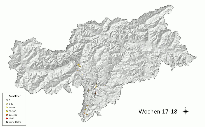 Monitoraggio della zanzara tigre 2026: uova rilevate (fonte: Agenzia provinciale per l'ambiente e la tutela del clima)