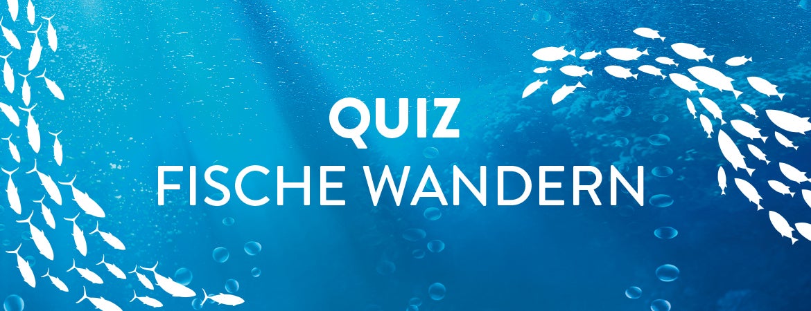 Die Wiederherstellung der Gewässerdurchgängigkeit ist ein zentraler Punkt im ökologischen Gewässermanagement (© Effekt! GmbH)