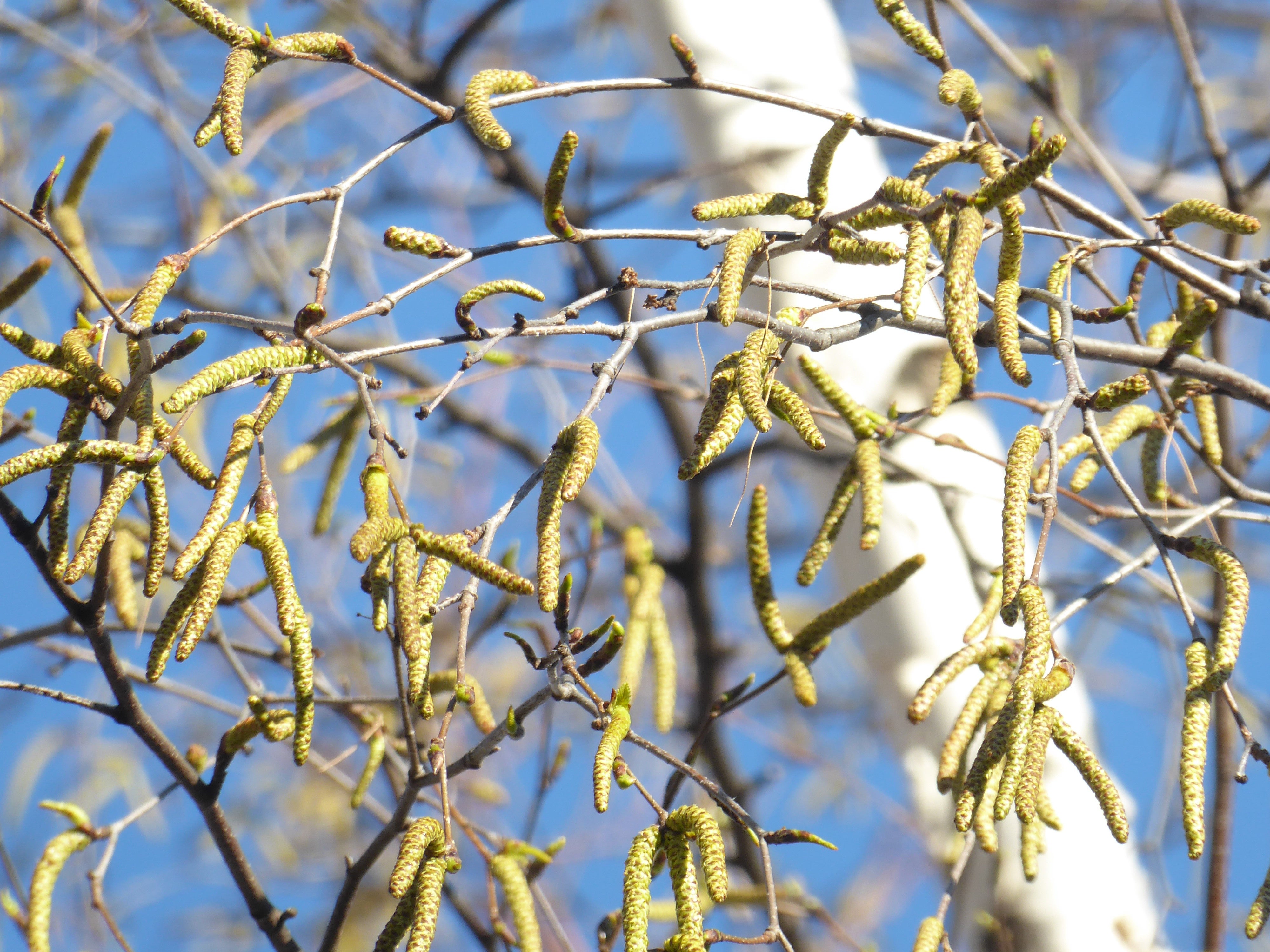 Birkenkätzchen (Foto: Landesagentur für Umwelt und Klimaschutz, Bucher)