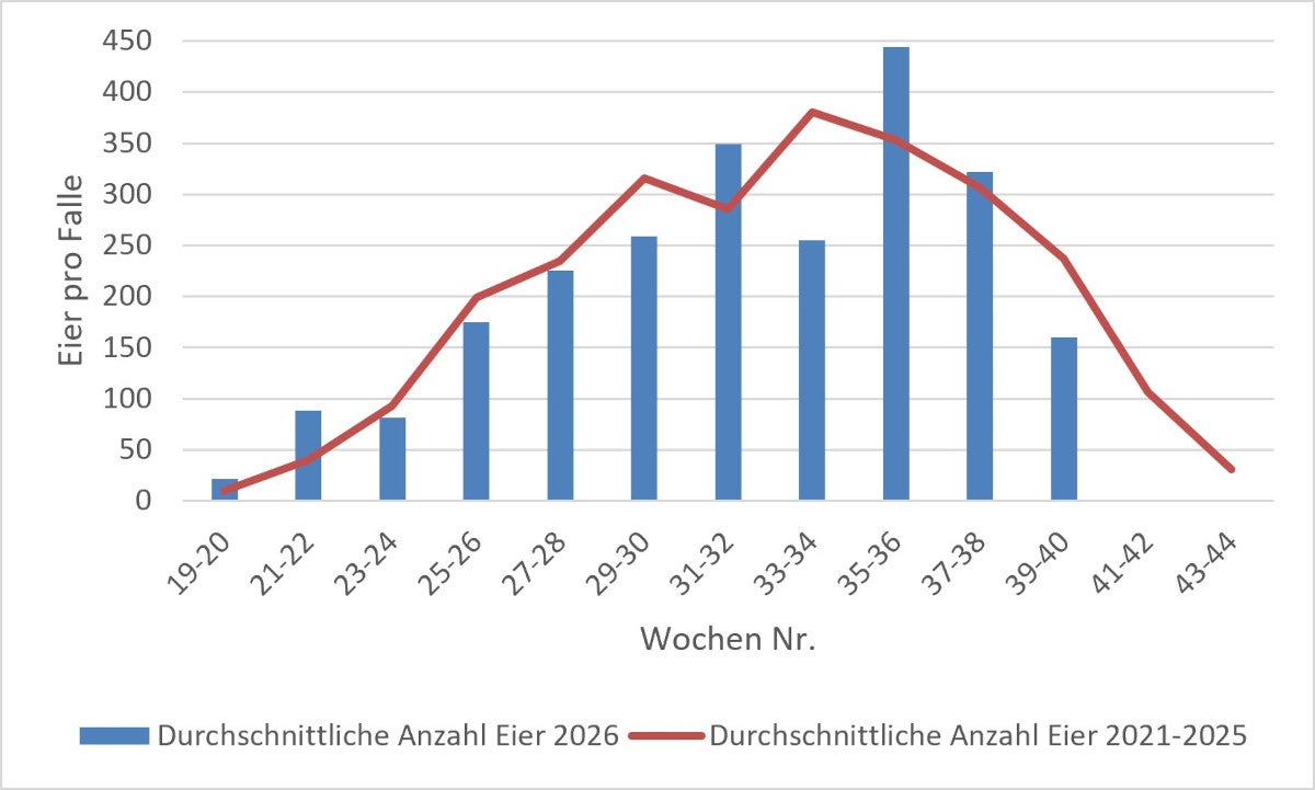 Durchschnittswert der Tigermückeneier: Erhebung 2026 (Quelle: Landesagentur für Umwelt und Klimaschutz)