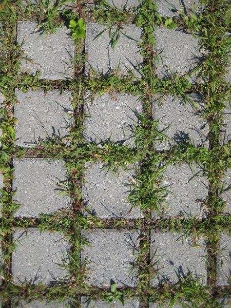 Rasenfugenpflaster (begrünte Pflasterdecke)
Der Pflasterbelag besteht aus Pflastersteinen mit Abstandshaltern.
Diese sorgen für breite Fugen zwischen den Pflastersteinen.
Der mit Gras und Pflanzen bewachsene Fugenanteil
beträgt bis zu 35%.
Geeignet für: Parkplätze, Rad- und Gehwege, Hofflächen,
Terrassen, Zufahrtswege, Gartenwege.