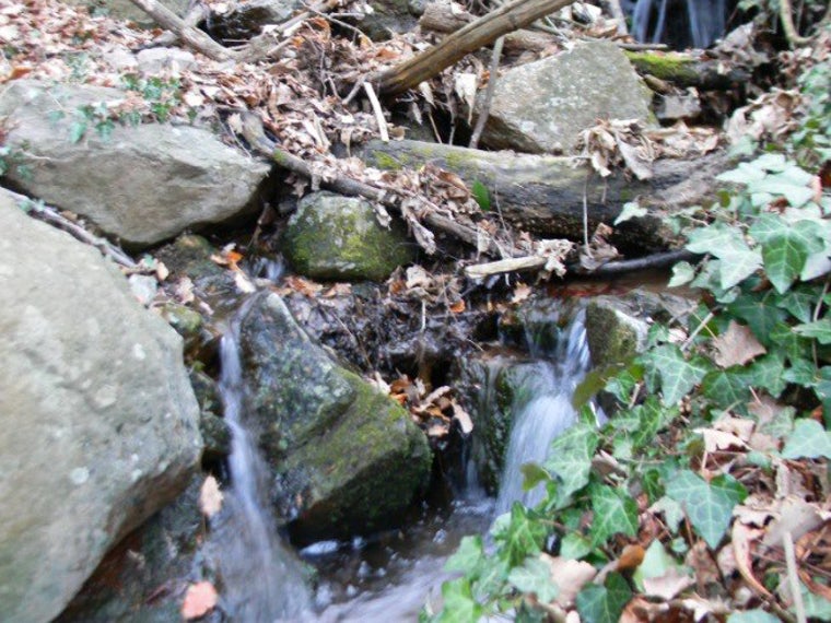Starker Laubfall (Foto: Landesagentur für Umwelt und Klimaschutz)