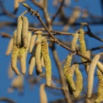 Blütenkätzchen der Hasel