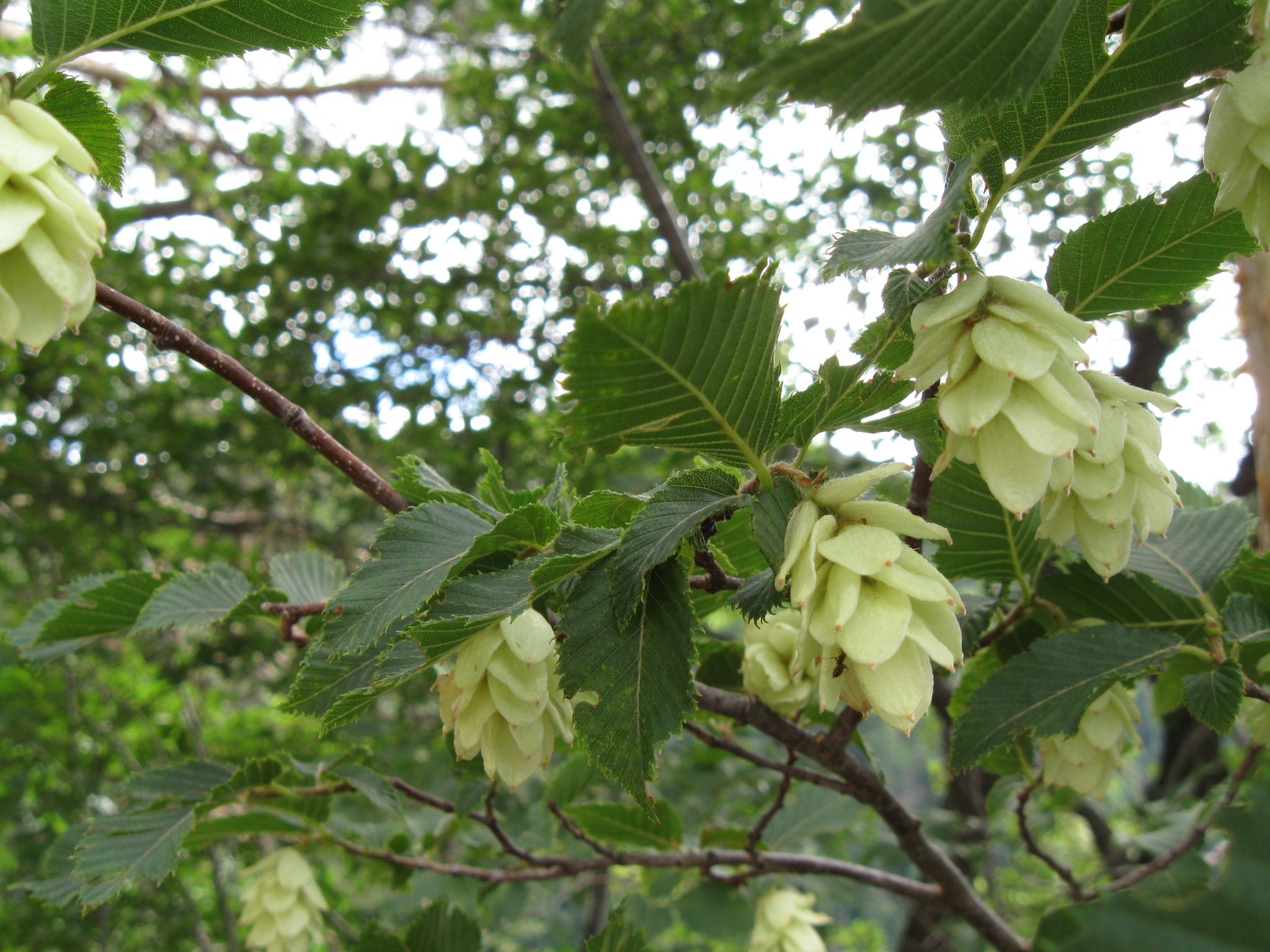 Fruchtstände der Hopfenbuche (Foto: Landesagentur für Umwelt und Klimaschutz,  Bucher)