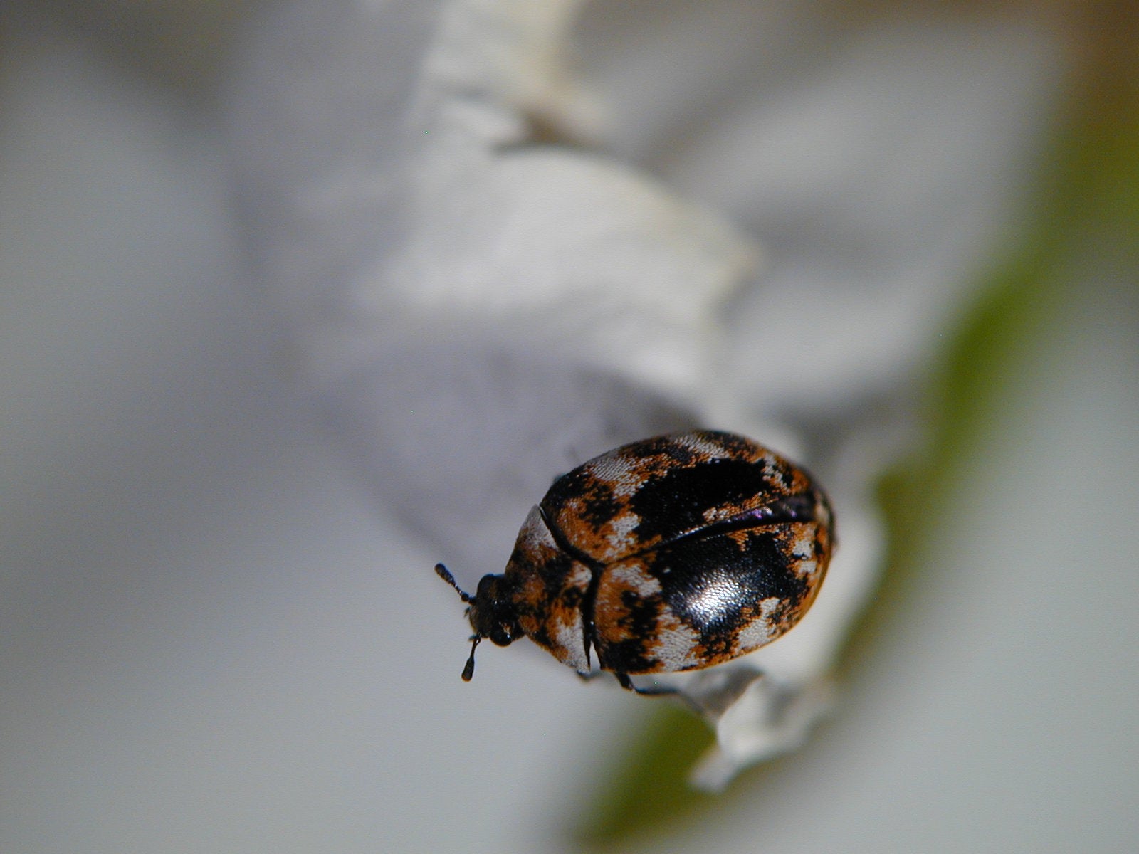 Adulttier der Käferart Anthrenus verbasci (Foto: Landesagentur für Umwelt und Klimaschutz, Rossi)
