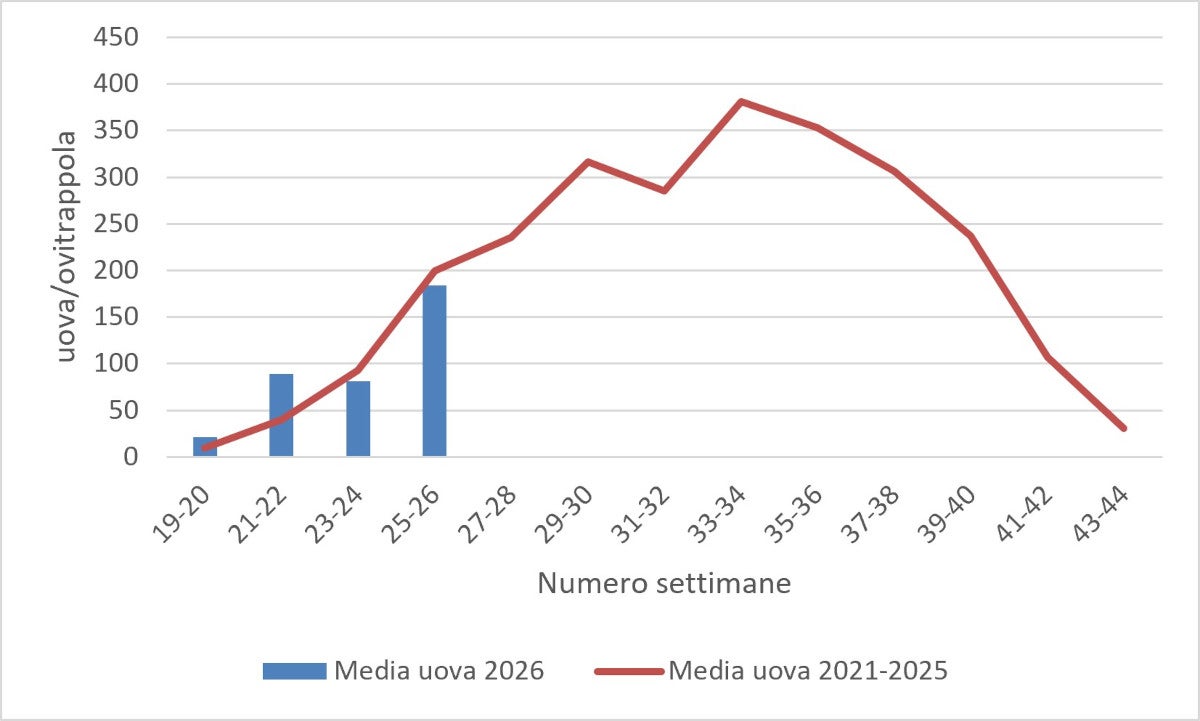 Media delle uova di zanzara tigre: monitoraggio 2026 (fonte: Agenzia provinciale per l’ambiente e la tutela del clima)