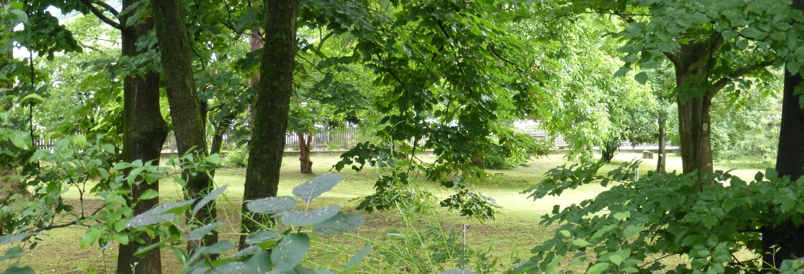 Sowie die erwachsene Tigermücke schlüpft, verlässt sie das Wasser und sucht windstille, feuchte, schattige Standorte zwischen der Vegetation auf (Foto: Landesagentur für Umwelt und Klimaschutz)