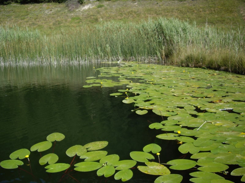 Makrophyten (Foto: Landesagentur für Umwelt und Klimaschutz)