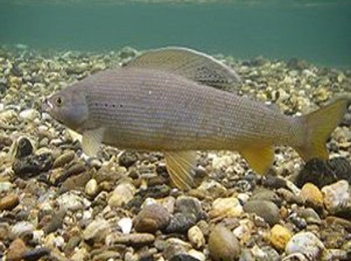 Fotogallery Fischwanderung 