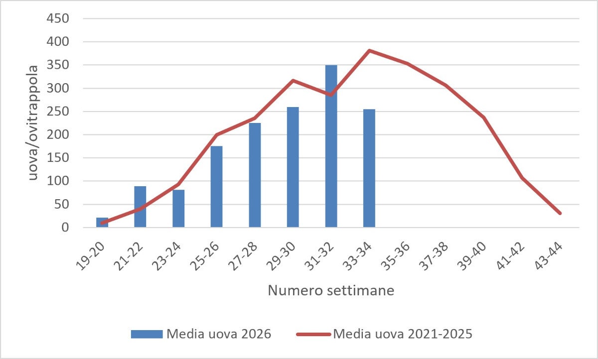 Media delle uova di zanzara tigre: monitoraggio 2026 (fonte: Agenzia provinciale per l’ambiente e la tutela del clima)
