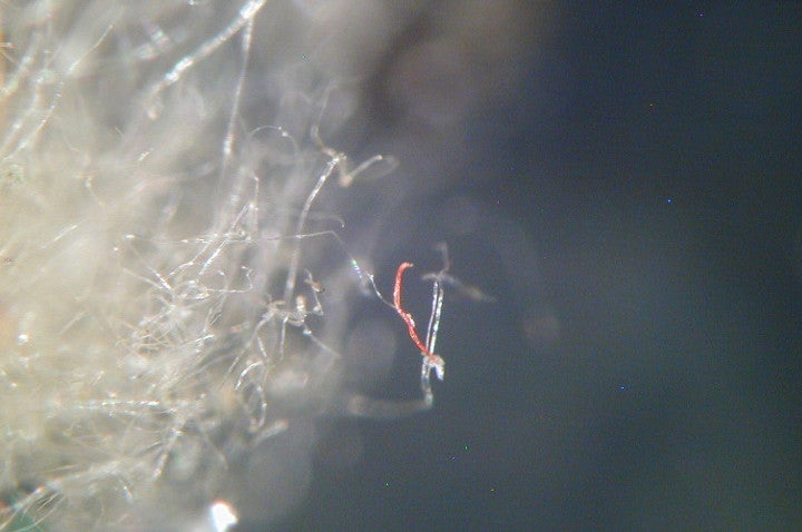 Kunststofffasern (Foto: Landesagentur für Umwelt und Klimaschutz)