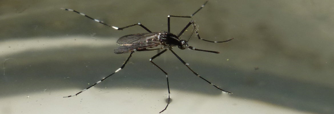 Erwachsenes Tigermücke (Foto: Landesagentur für Umwelt und Klimaschutz)