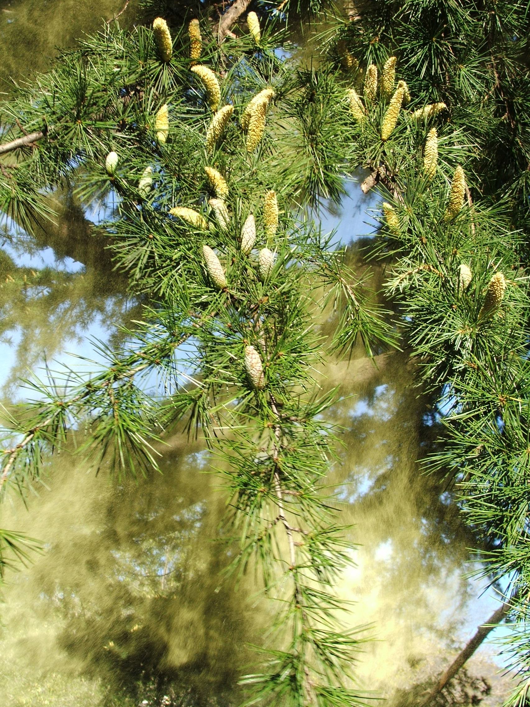 Pollini del cedro (Foto: Agenzia provinciale per l'ambiente e la tutela del clima, Kofler)