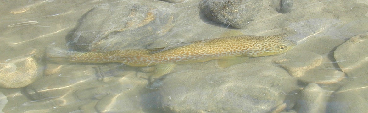 (Foto: Amt für Wildtiermanagement)