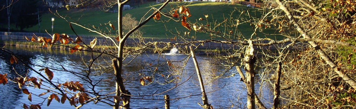 Wolfsgrubener See (Foto: Landesagentur für Umwelt und Klimaschutz)