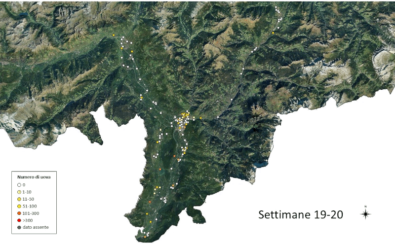 Monitoraggio della zanzara tigre 2025: uova rilevate (fonte: Agenzia provinciale per l'ambiente e la tutela del clima)