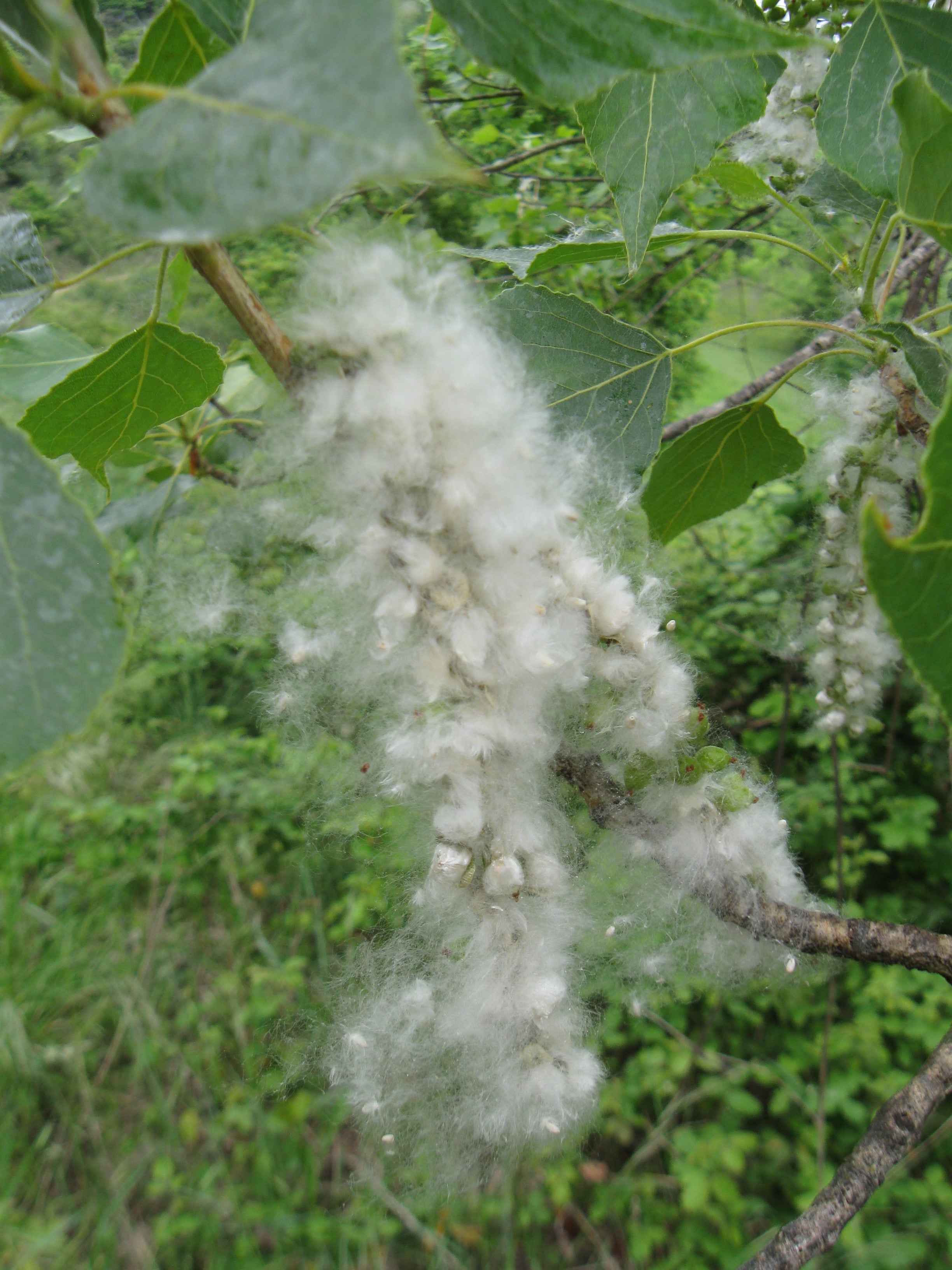 Aufgebrochene Samenkapsel mit Pappelflaum (wird oft mit allergieauslösenden Pollen, die zur selben Zeit fliegen, verwechselt (Foto: Landesagentur für Umwelt und Klimaschutz, Bucher)
