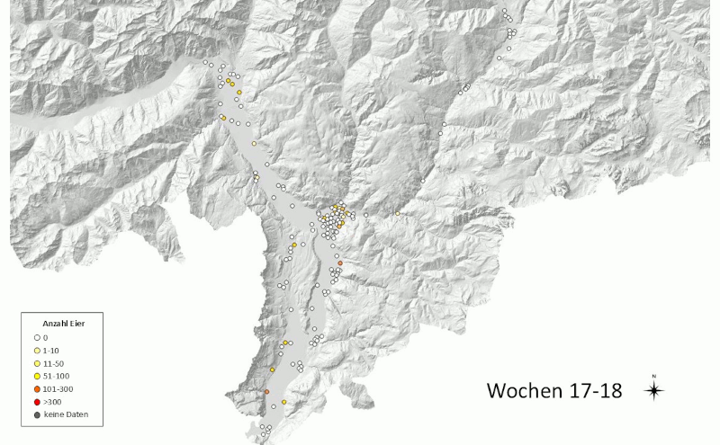 Tigermückenerhebung 2026: nachgewiesene Eianzahl (Quelle: Landesagentur für Umwelt und Klimaschutz)