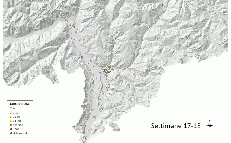 Monitoraggio della zanzara tigre 2026: uova rilevate (fonte: Agenzia provinciale per l'ambiente e la tutela del clima)
