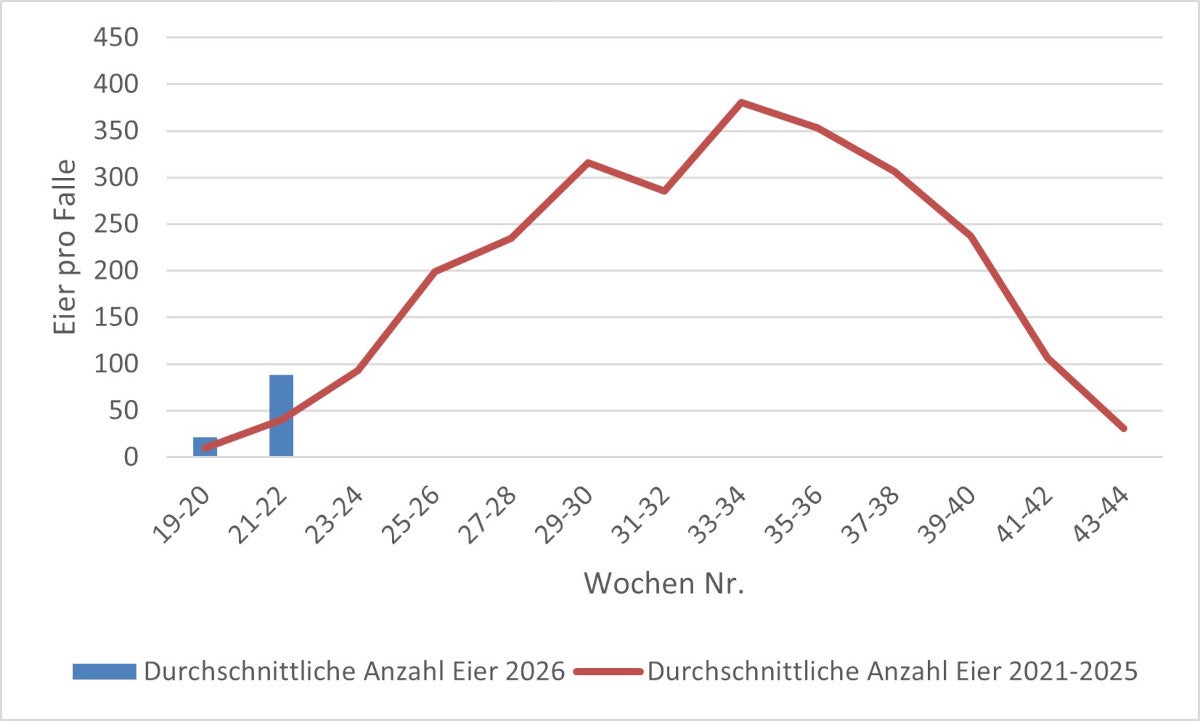 Durchschnittswert der Tigermückeneier: Erhebung 2026 (Quelle: Landesagentur für Umwelt und Klimaschutz)
