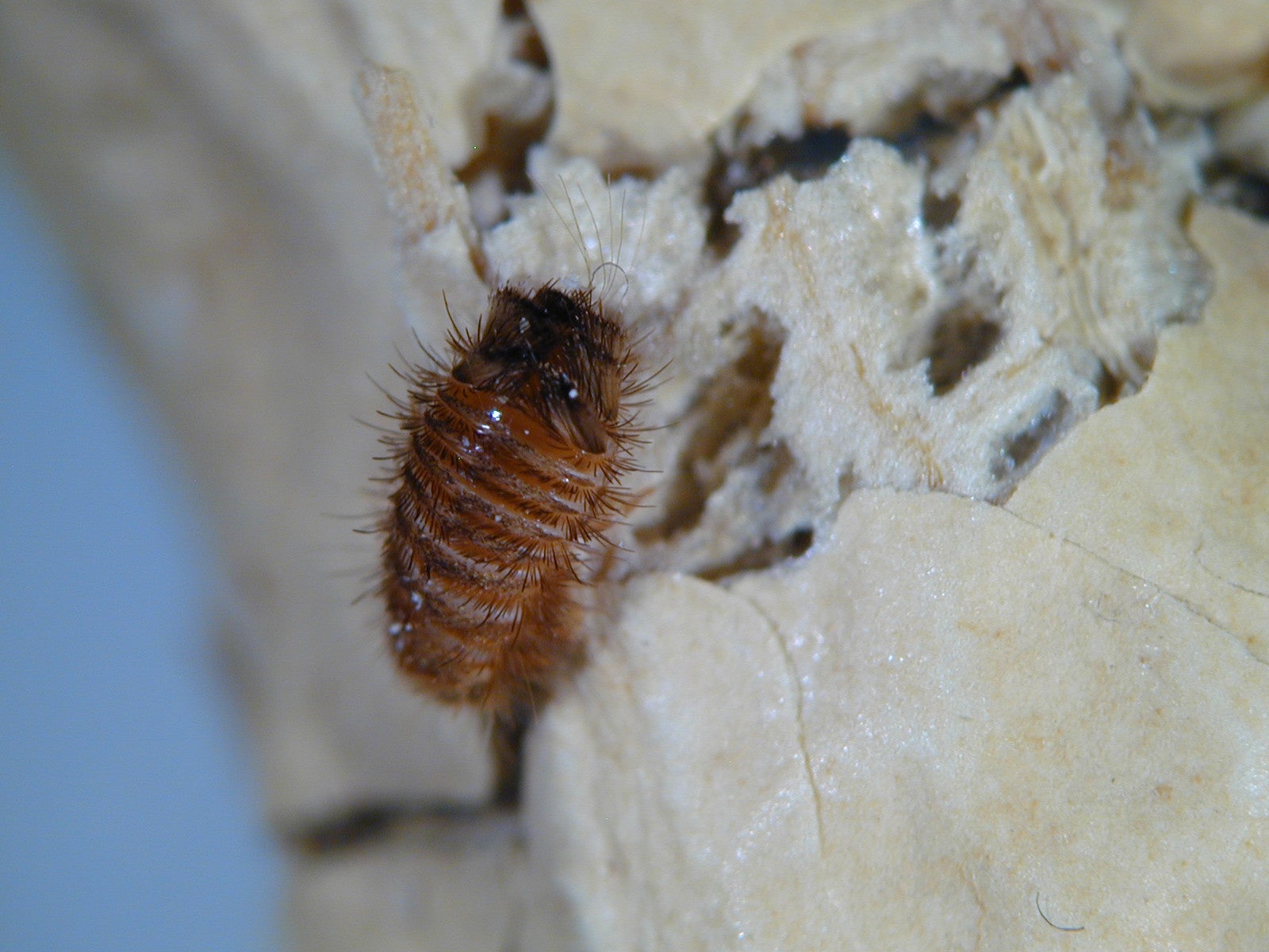 Larve der Käferart Anthrenus verbasci (Foto: Landesagentur für Umwelt und Klimaschutz, Rossi)