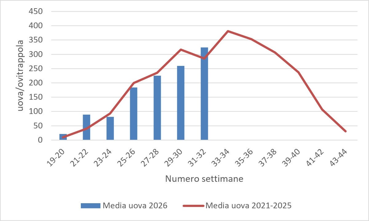 Media delle uova di zanzara tigre: monitoraggio 2026 (fonte: Agenzia provinciale per l’ambiente e la tutela del clima)