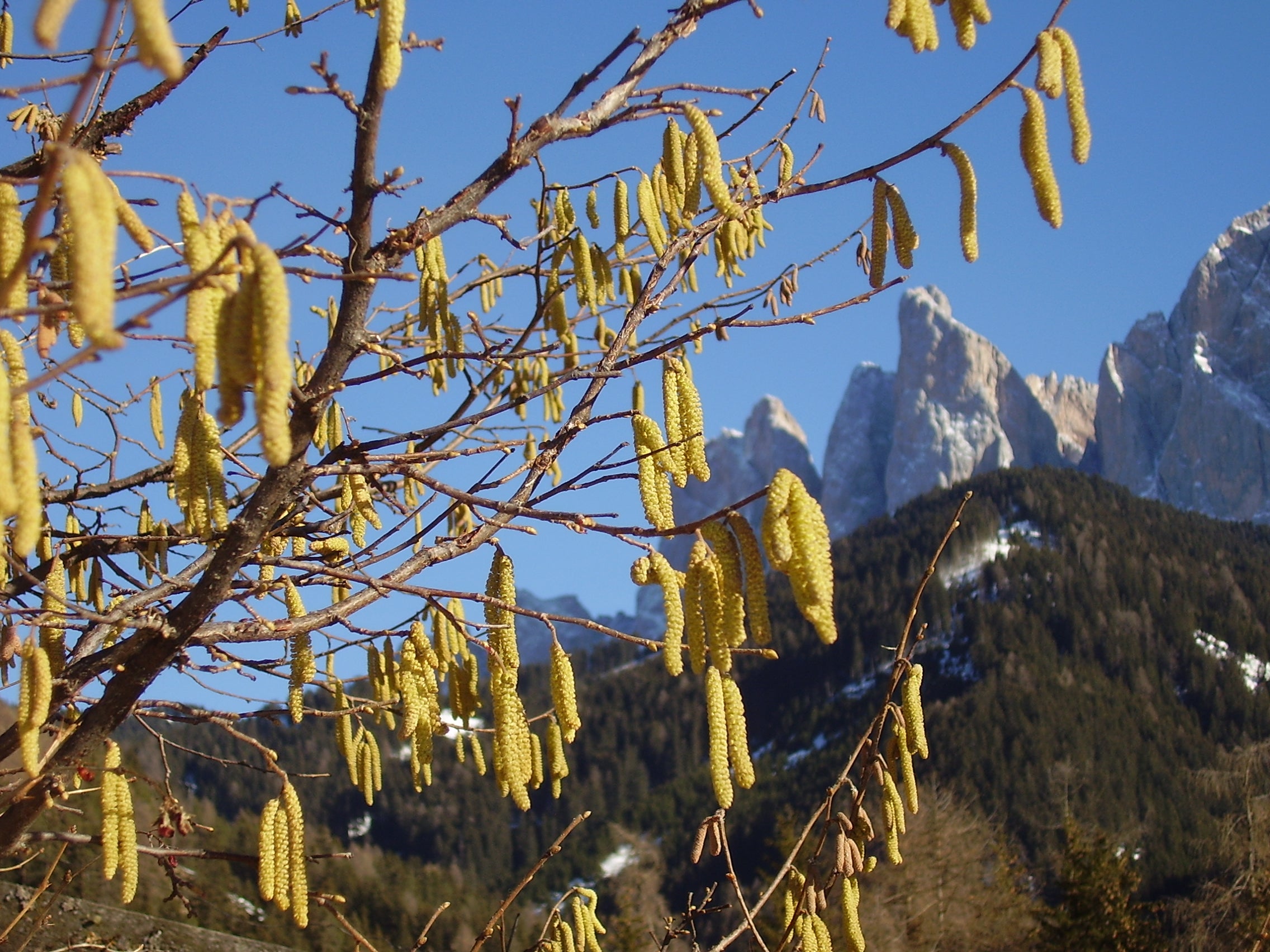 Hasel in Blüte - Villnöss (Foto: Landesagentur für Umwelt und Klimaschutz, Bucher)