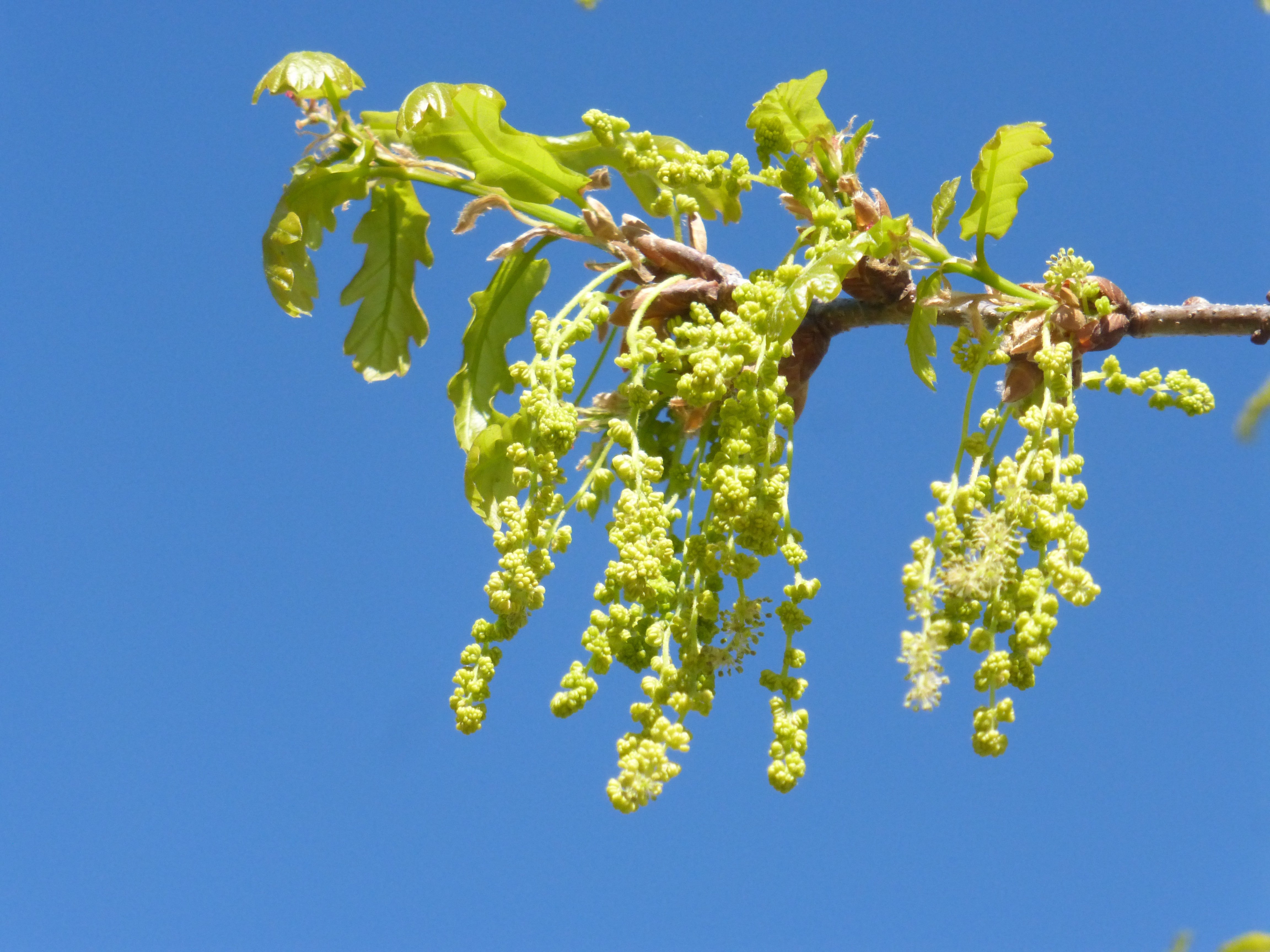 Männliche Blütenkätzchen der Rot-Eiche (Foto: Landesagentur für Umwelt und Klimaschutz, Bucher)