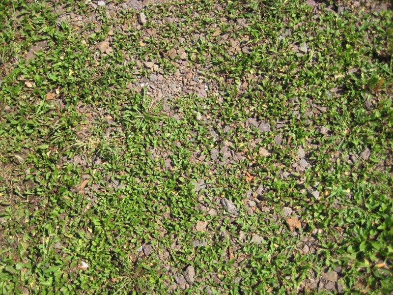 Schotterrasen (begrünte wassergebundene Decke)
Die Oberfläche besteht aus einem Gemisch aus Humus und
Schotter bzw. Splitt ohne Bindemittelzusatz. Auf die Oberfläche
wird Rasensamen eingestreut, bevor sie verdichtet wird.
Der Grünflächenanteil beträgt bis zu 30%.
Geeignet für: Parkplätze, Rad- und Gehwege, Hofflächen,
Gartenwege.