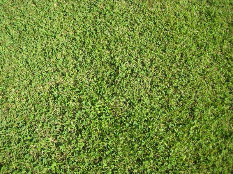 Rasenfläche (Grünfläche, Wiese)
Die Oberfläche besteht aus einem mit Rasen bewachsenen
humushaltigen Oberboden, der vor der Begrünung verdichtet
wird. Der Grünflächenanteil beträgt 100%.
Geeignet für: Flächen, die keine besondere Tragfähigkeit aufweisen
müssen, wie z.B. Spiel- und Bewegungsflächen oder
selten genutzte Pkw-Parkplätze.