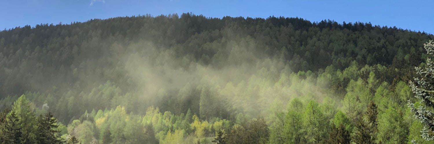 Pollenflug von Fichten (Foto: Landesagentur für Umwelt und Klimaschutz, Vorhauser)
