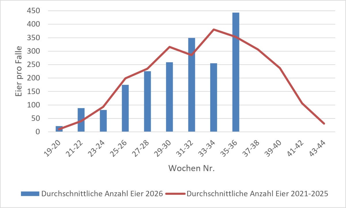 Durchschnittswert der Tigermückeneier: Erhebung 2026 (Quelle: Landesagentur für Umwelt und Klimaschutz)