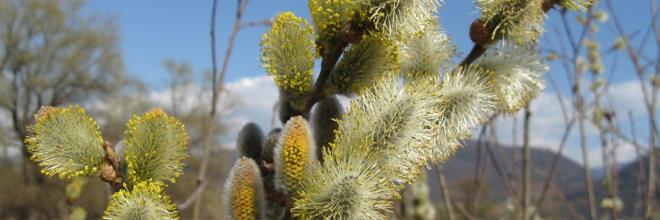 Weidenzweig in Blüte (Foto: Landesagentur für Umwelt und Klimaschutz, Bucher)