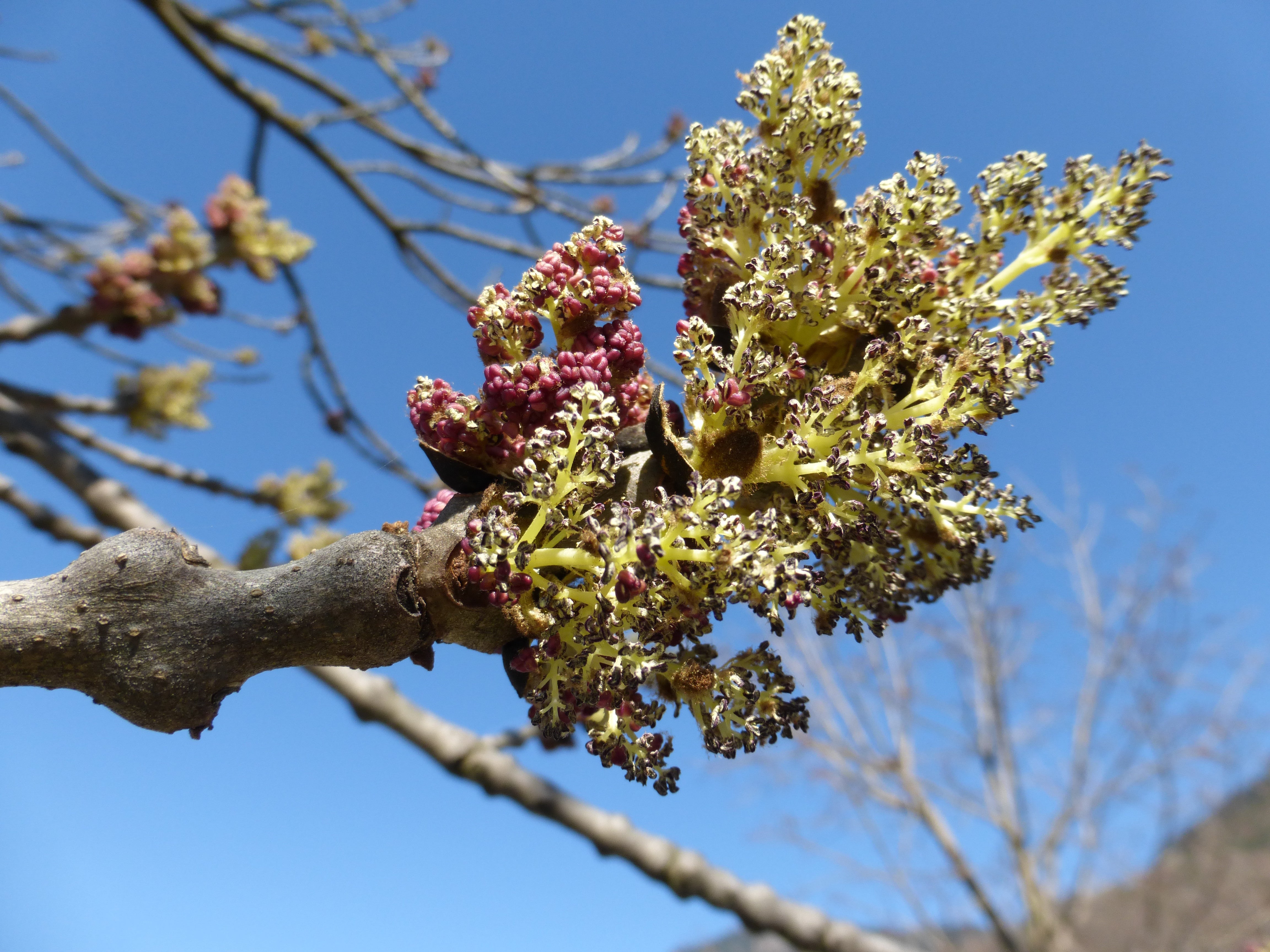 Die Blütenstände der Gemeinen Esche öffnen sich vor dem Blattaustrieb (Foto: Landesagentur für Umwelt und Klimaschutz, Bucher)