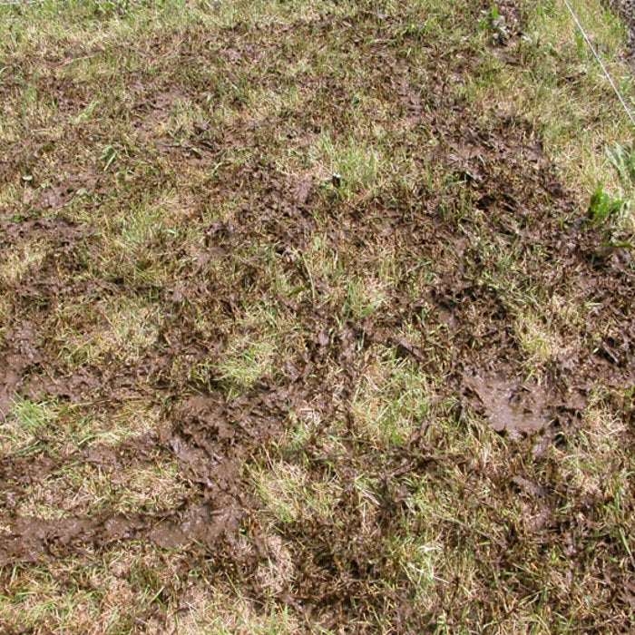 Überschüssiges Düngerausbringung 60 m³/m² (Foto: Land- und Forstwirtschaftliches Versuchszentrum Laimburg, G. Peratoner)