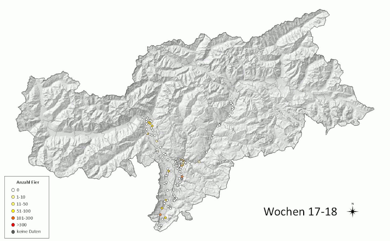 Überwachung der Tigermücke 2026: gefundene Eier (Quelle: Landesagentur für Umwelt und Klimaschutz)