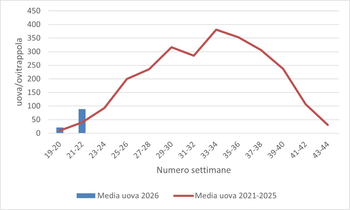 Media delle uova di zanzara tigre: monitoraggio 2026 (fonte: Agenzia provinciale per l’ambiente e la tutela del clima)