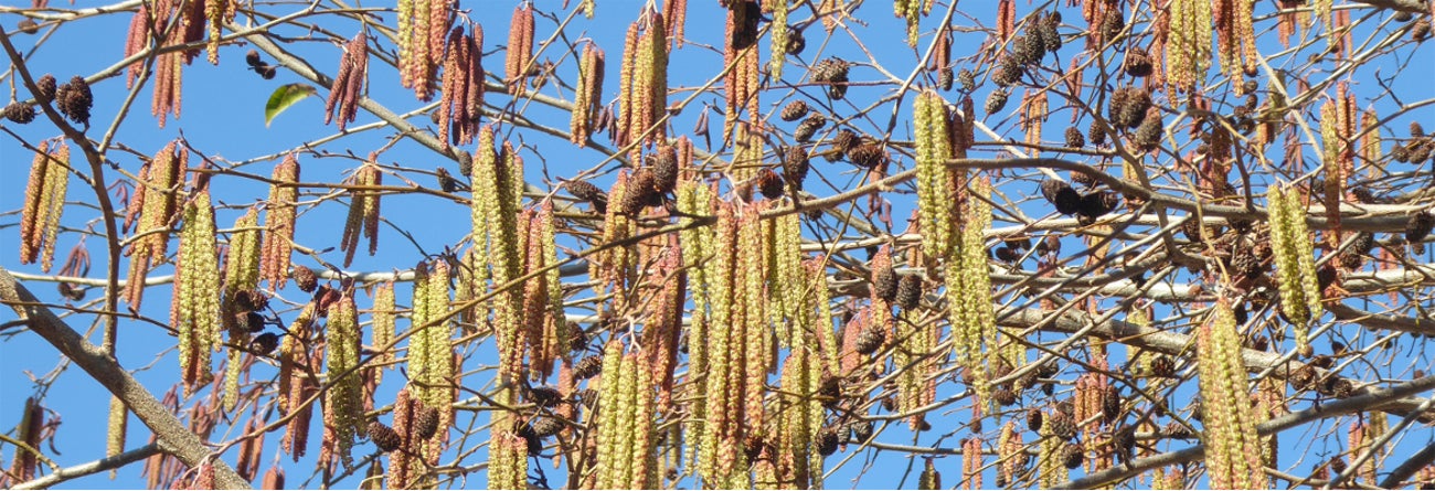 
Blütenkätzchen der Erle (Foto: Landesagentur für Umwelt und Klimaschutz, Bucher)