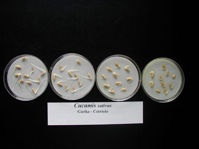 Pflanzentoxizitätstest mit Gurkensamen (Foto: Landesagentur für Umwelt und Klimaschutz)