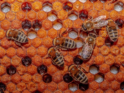 Bienenwabe; Quelle: Andrea Falcomatà