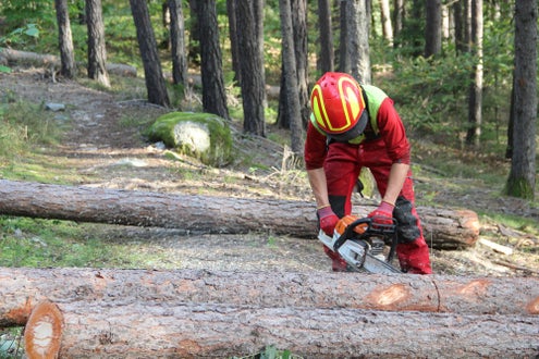 Waldarbeiterkurs an der FS Salern