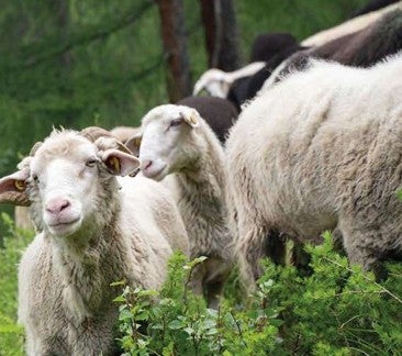 Schafe auf der Alm