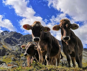 Almtagung am 17.03.23