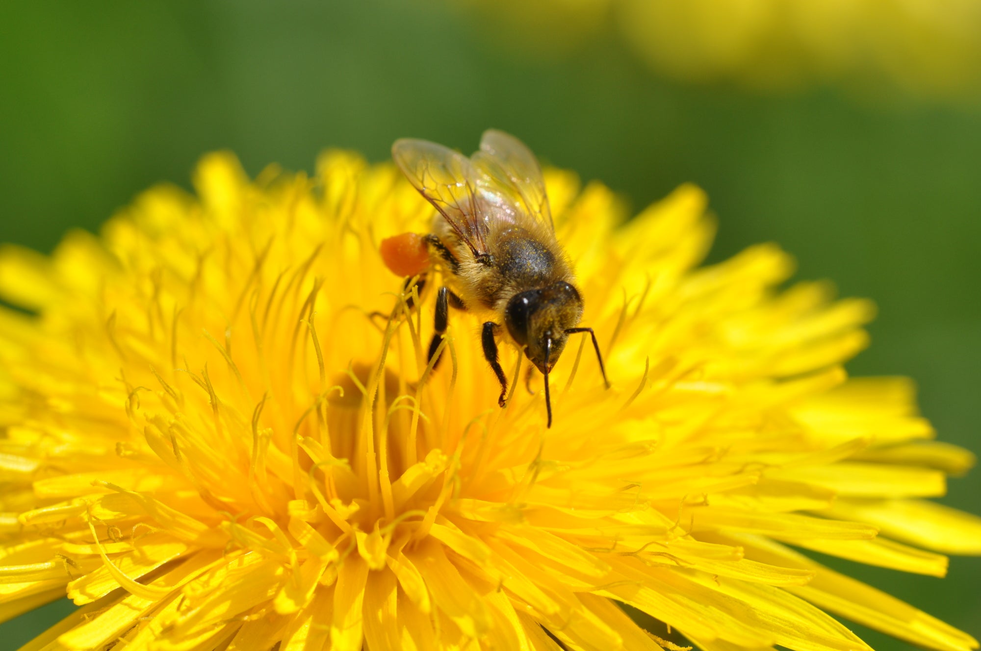 Imkerei an der Fachschule Salern