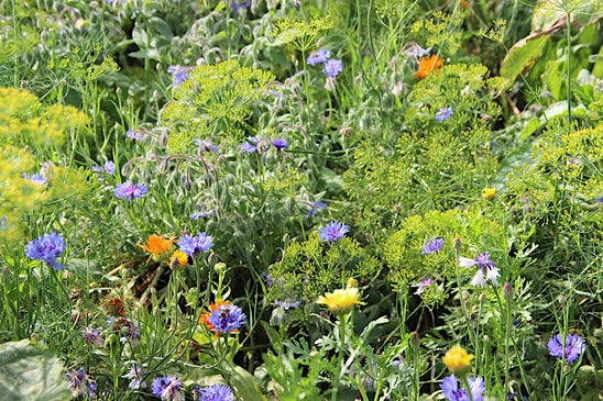 Naturnaher Garten in Salern