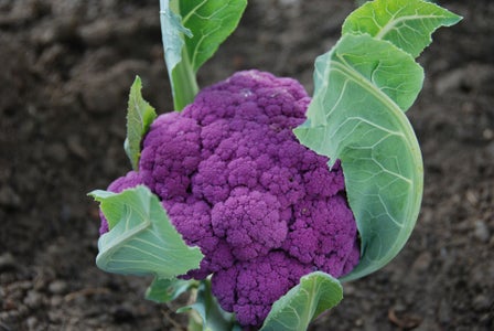 Kohlausstellung an der FS Salern