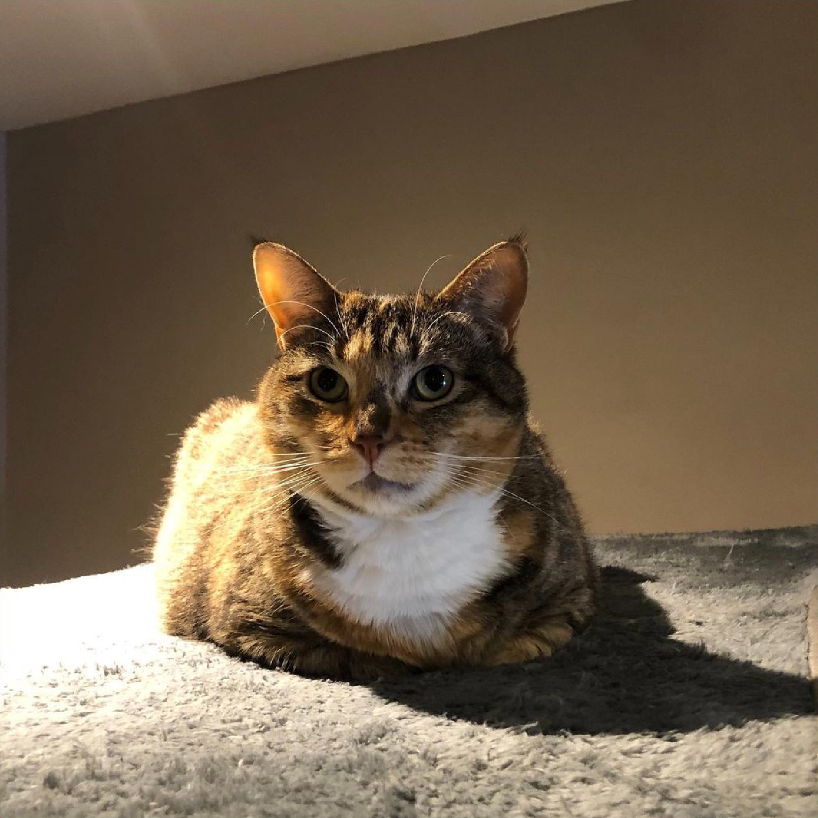 Introducing Whiskers and Cream! Your new favourite coffee spot